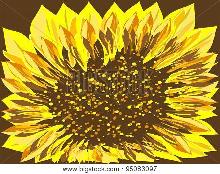 Big yellow sunflower on a dark background
