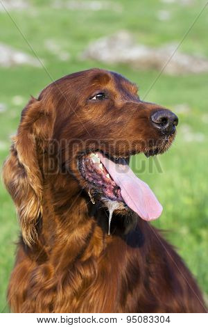 Drooling Dog