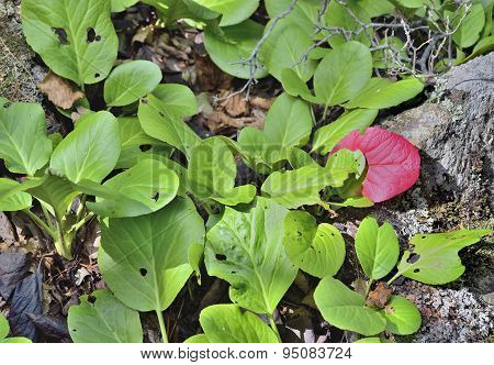 Medicinal Herb Bergenia (bergenia Pacifica)