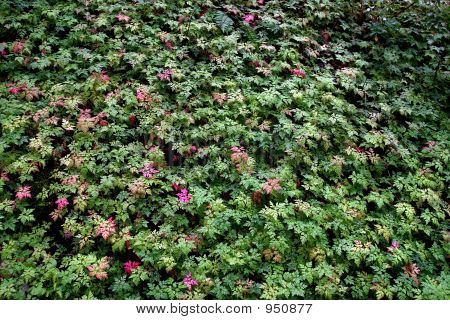 ฉลุเลื่อยสีเขียว