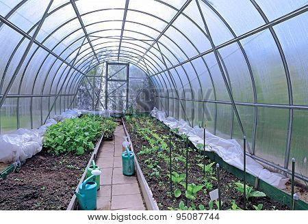 Growing Vegetables In Greenhouses