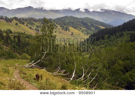 Montagna verde