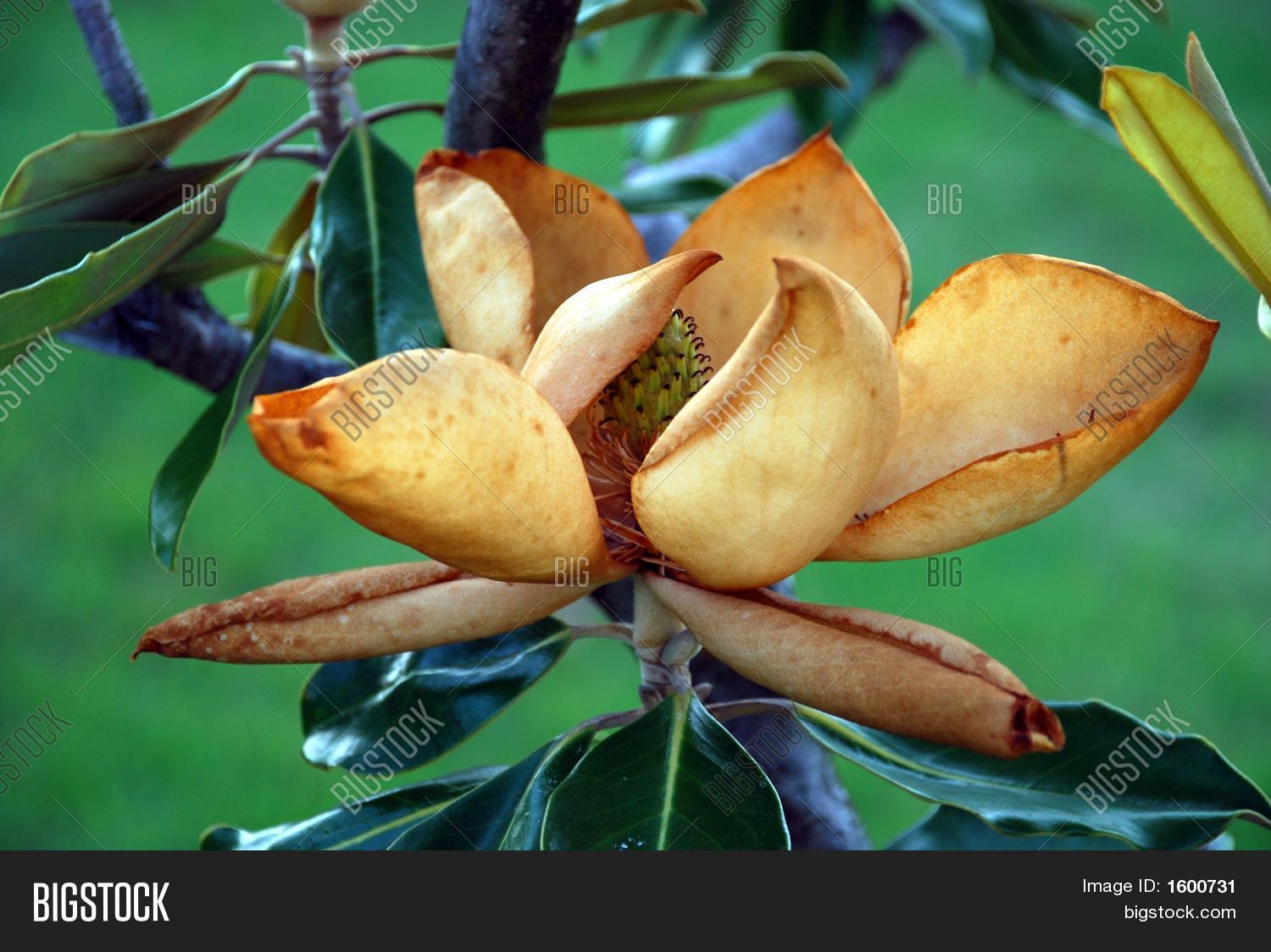 Brown Southern Image & Photo (Free Trial) Bigstock