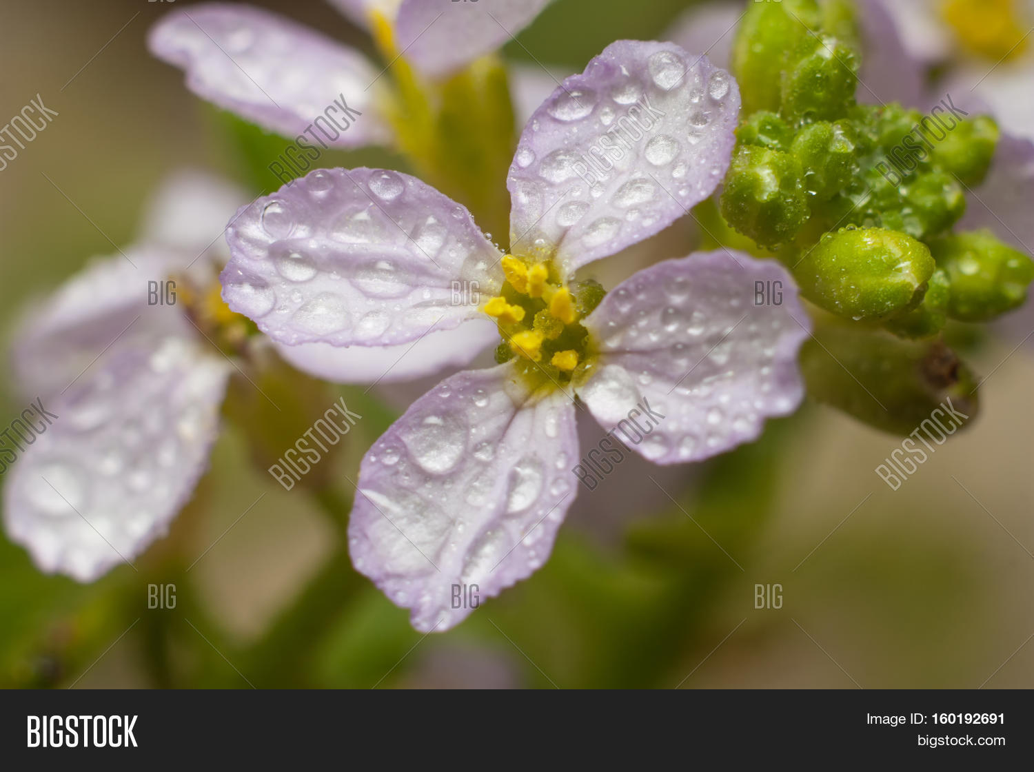 Daphne Pink Poisonous Image & Photo (Free Trial) Bigstock