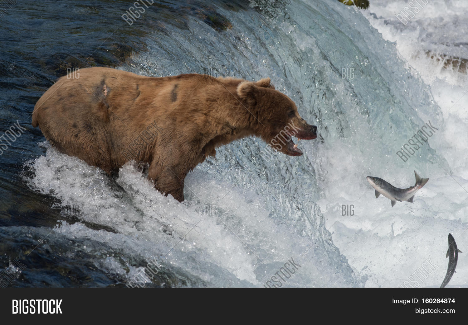 Млекопитающие утка лосось медведь какое. Bears love fish. Медведь гризли. Развитие ластоногих. Млекопитающие бурый медведь.
