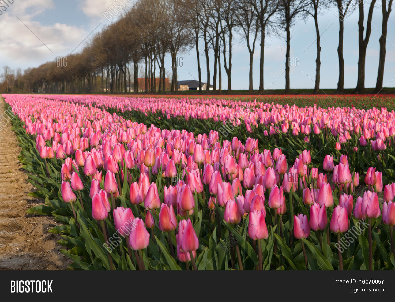 Famous Dutch Bulb Image & Photo (Free Trial) Bigstock