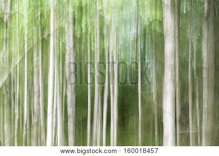 Icm Shot of Birch forest nice brushlike structure.