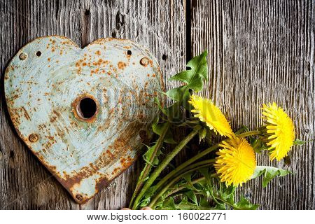 Keyhole - old rusty heart and yellow dandelions on old wood background.