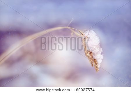 Close view of plant's twig with snow in winter