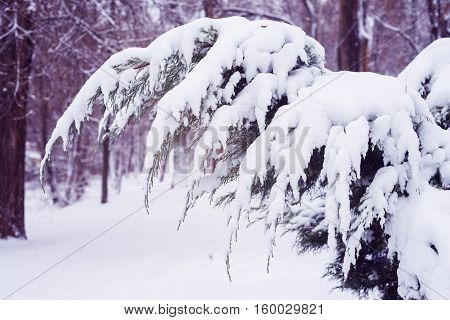 Arbor Vitae Branches Covered With Snow