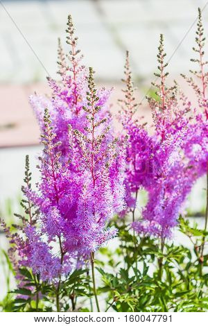 Blooming pink Astilba Arends Amethyst ( lat. Astilbe arendsii 