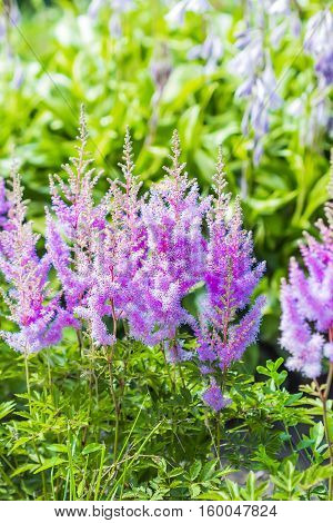 Blooming pink Astilba Arends Amethyst ( lat. Astilbe arendsii 