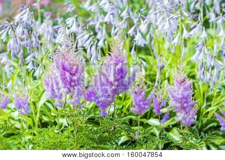 Blooming pink Astilba Arends Amethyst ( lat. Astilbe arendsii 