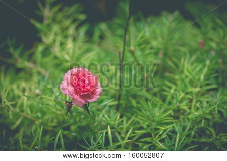 Pink pussley flower. Beauty of pussley flower or Moss Rose under natural light in the morning.(vintage effectsoft focus)