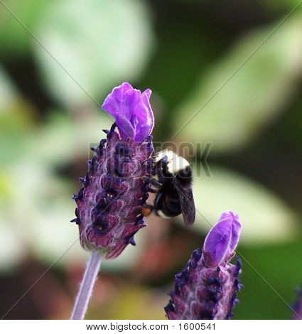 Kimalaisten laventeli 1