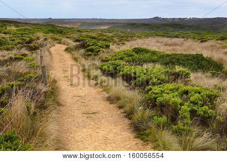 Dry grass of Australian bushland