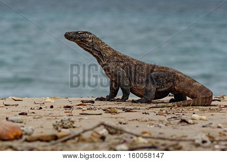 Gigantic komodo dragon in the beautiful nature habitat on a beautiful island in Indonesia