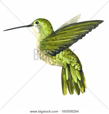 Sky bird colibri in a wildlife by watercolor style isolated. Wild freedom, bird with a flying wings. Aquarelle bird for background, texture, pattern, frame, border or tattoo.