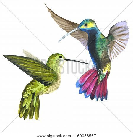 Sky bird colibri in a wildlife by watercolor style isolated. Wild freedom, bird with a flying wings. Aquarelle bird for background, texture, pattern, frame, border or tattoo.
