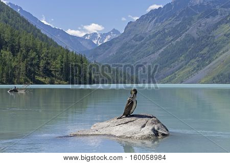 Kucherla lake. Big black cormorant sitting on a rock in the foreground. Altai Mountains Russia. Sunny summer day.