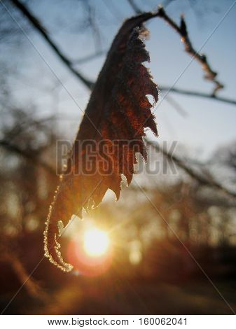 abstract photo with the sun rays and sparkles of light from the icicles of frost on a winter leaf tree