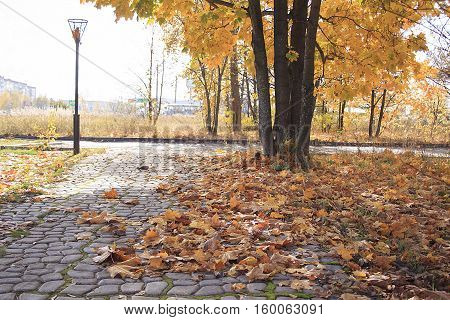 Fallen autumn leaves in park on alley.