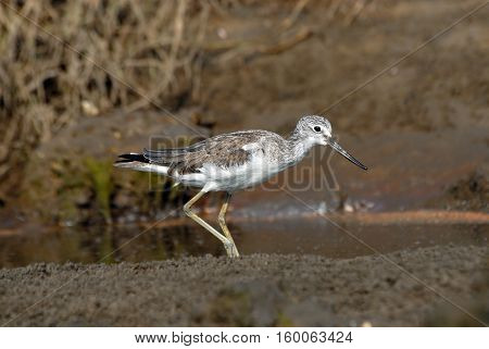 Common Greenshank (Tringa nebularia) at Goa beach. India