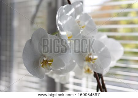 vase, flowers in the window, the sun, interior
