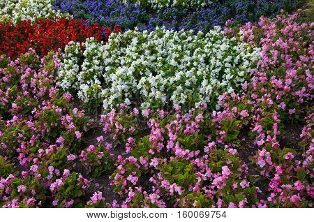 Suitable for background. Garden with tightly planted flowers invarious geometric shapes.