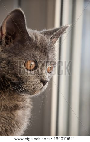 British Shorthair cat is looking forward at the window