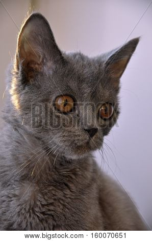 British Shorthair cat is looking in the window on the sundown