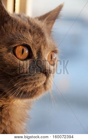 British Shorthair cat is looking in the window on the sundown
