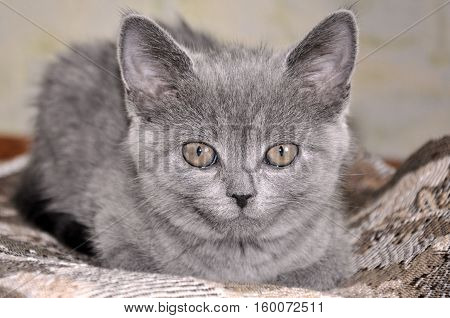 British Shorthair cat is laying on the bad and looking forward