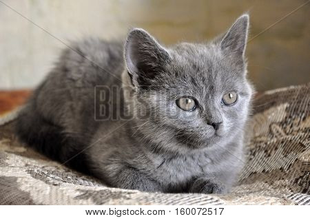 British Shorthair cat is laying on the bad and looking forward
