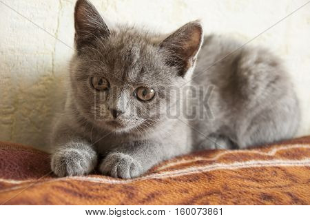 British Shorthair cat is laying on the bad and looking forward