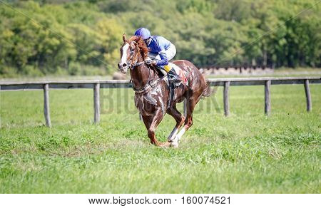 racing horse portrait in action on competition