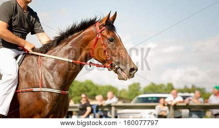 racing horse portrait close up on competition