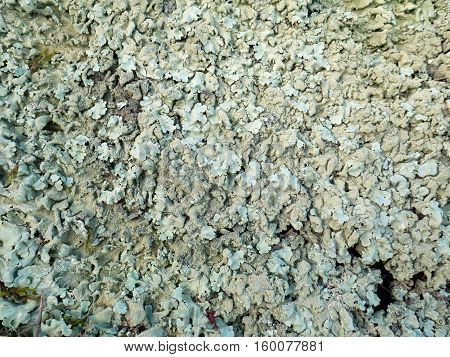 Gray green foliose lichen closeup texture background