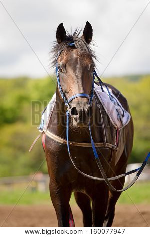 racing horse portrait close up after competition