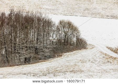 Trees In Field Covered By Snow. Winter Scenery
