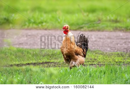 funny red hen with a tuft paces on the green grass on the farm