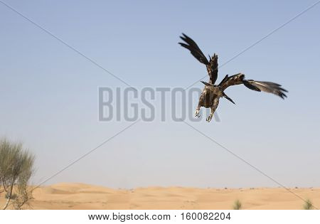 greater spotted eagle (clanga clanga) flying away in a desert near Dubai