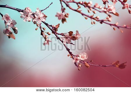 beautiful cherry branch with delicate flowers bloom in early may in the garden