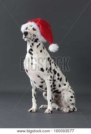 Dog Dalmatian Beed with a christmas hat
