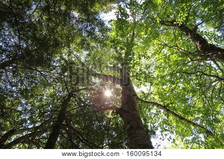 Sun light rays passing through tree leaves