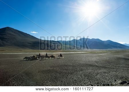 Tibetan nomads travelling with hourses and yaks. Ladakh highlands, India.