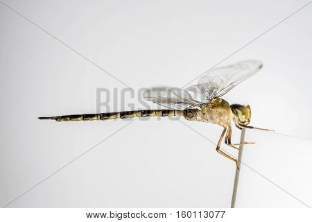 Macro of one dragonfly on white background.