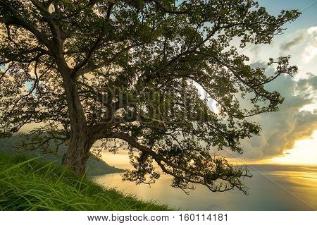 A tree on a hill during sunrise in Timbun Mata island,Semporna,Sabah,Borneo.