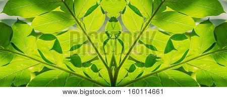 abstract background of green leaves sunlight shines Konjac leaves