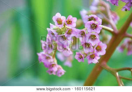 a small macro shot of beauty flower from nature
